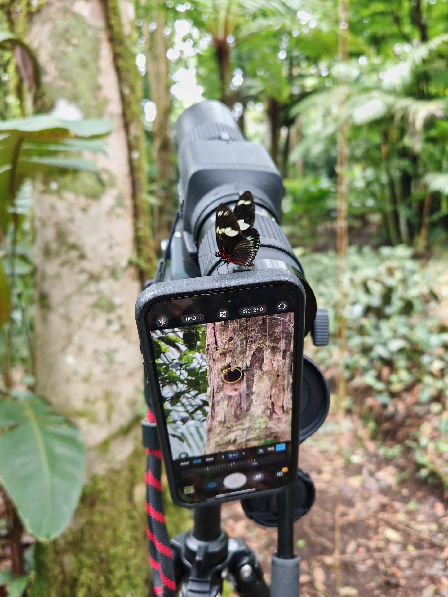 KITE OPTICS Digiscoping Starter Set APC 60 ED x 17–35 – stabilized precision for perfect results