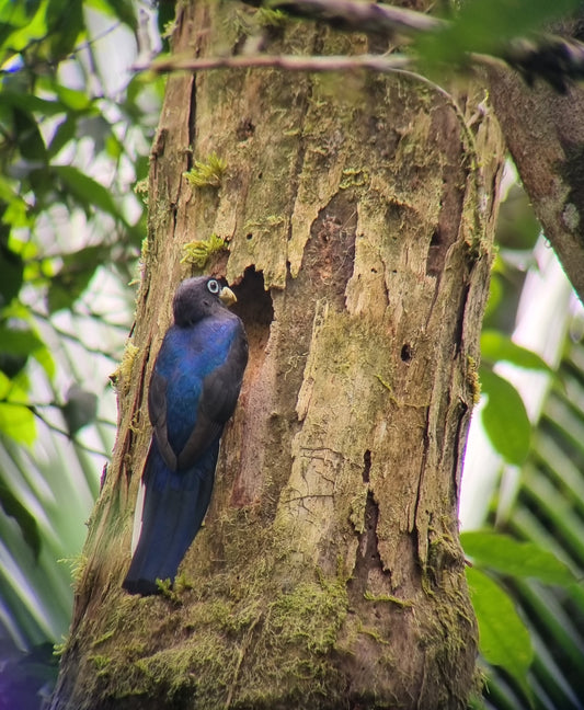 KITE OPTICS Digiscoping Starterset APC 60 ED x 17–35 – stabilisierte Präzision für perfekte Aufnahmen